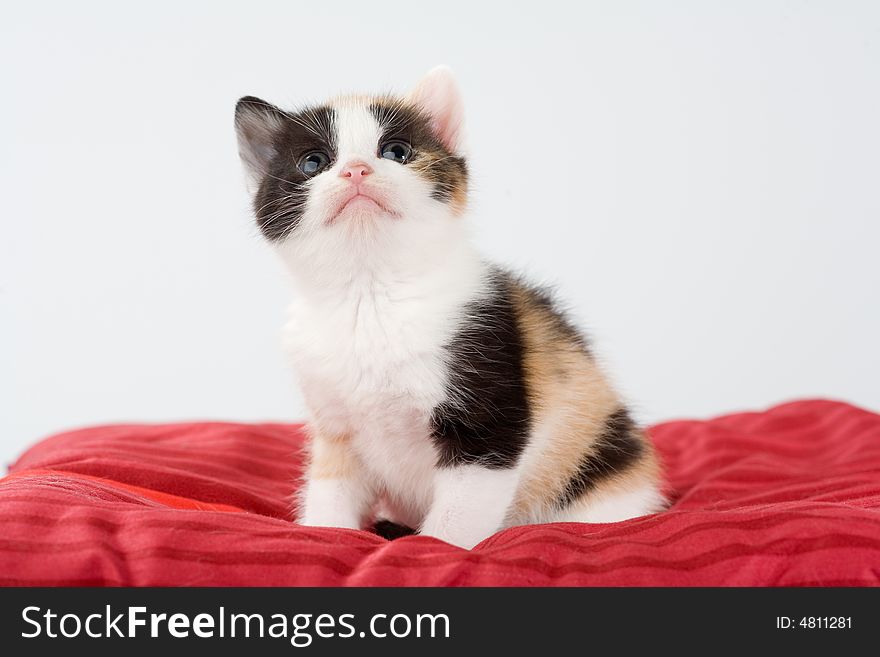 Spotted Kitten And A Red Pillow