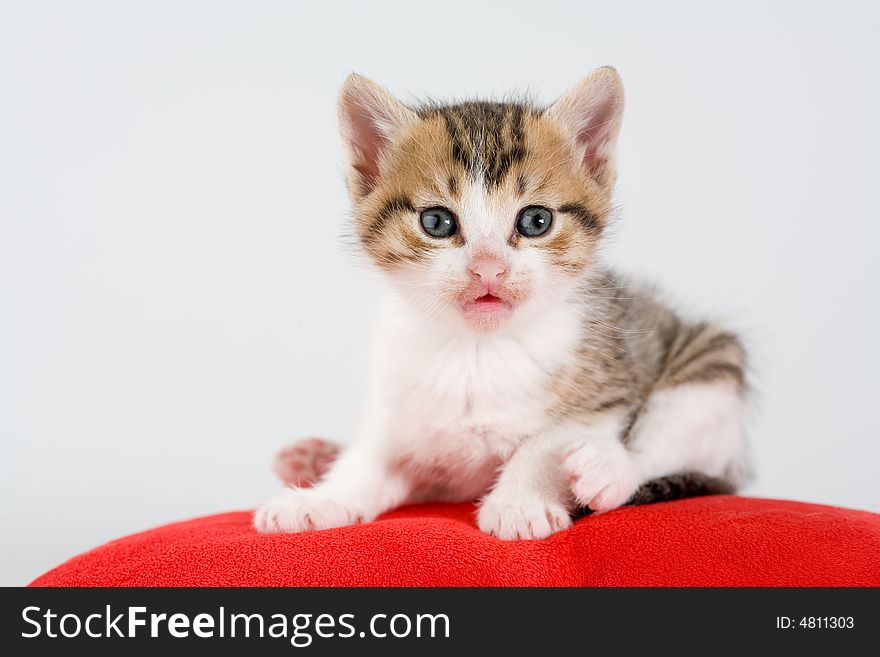 Striped kitten and a red pillow, isolated