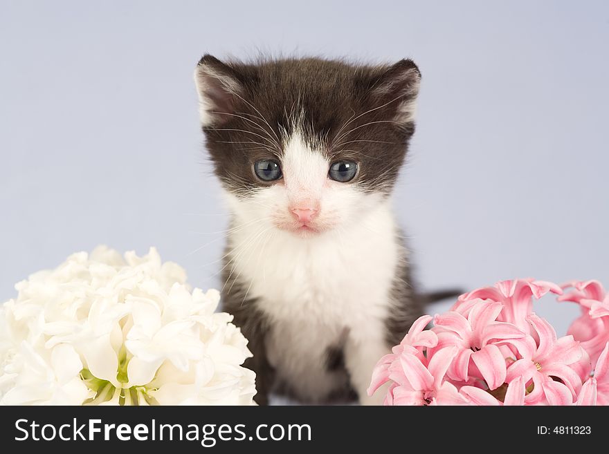 Black And White Kitten And Two Flowers
