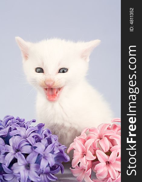 White kitten and two flowers, isolated