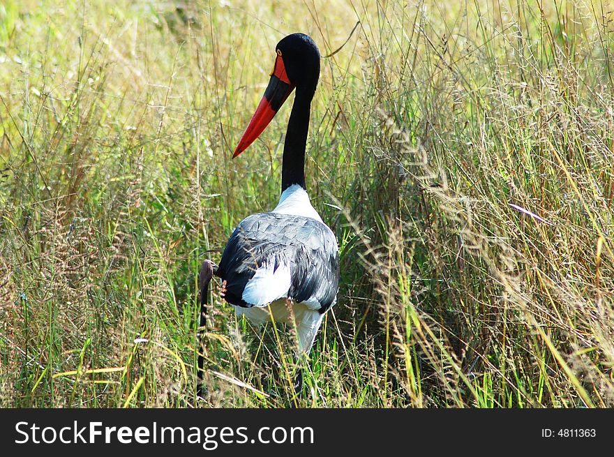 Saddle billed stork in the marsh