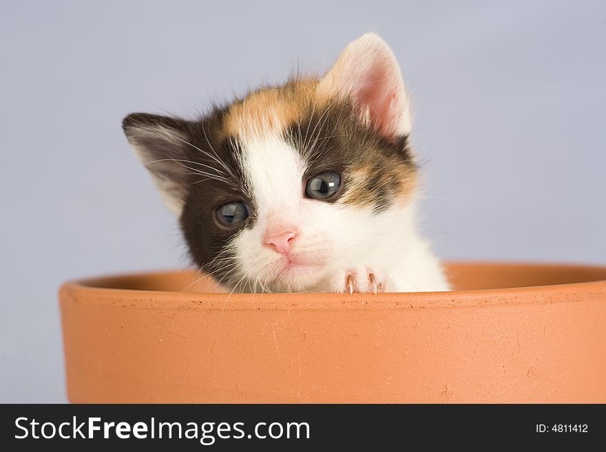 Spotted kitten and a flower pot