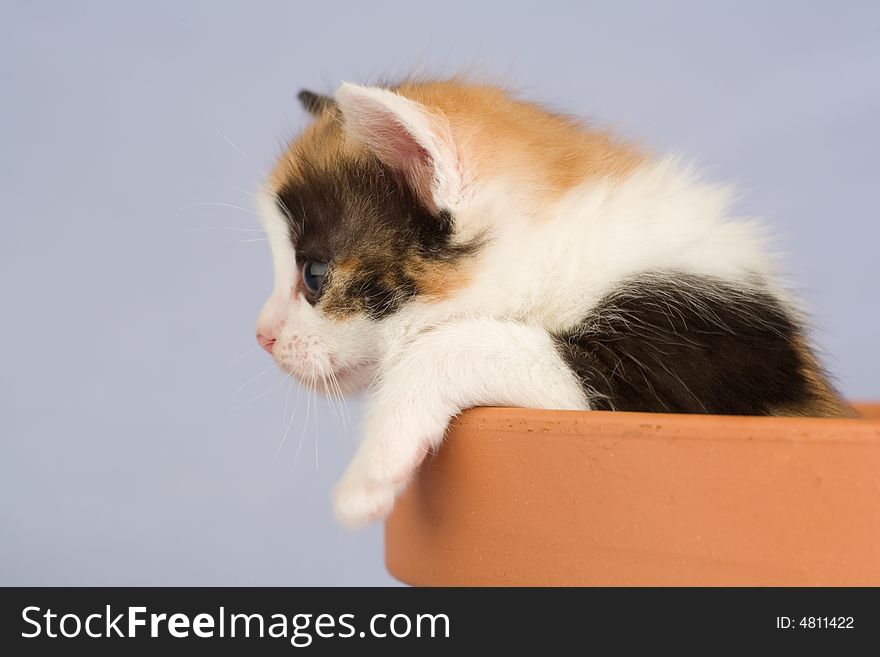 Spotted kitten and a flower pot, isolated