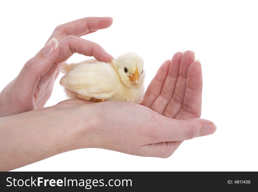 Newborn yellow chick save in human hands. Newborn yellow chick save in human hands