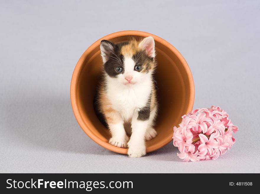 Spotted kitten and a flower and pot