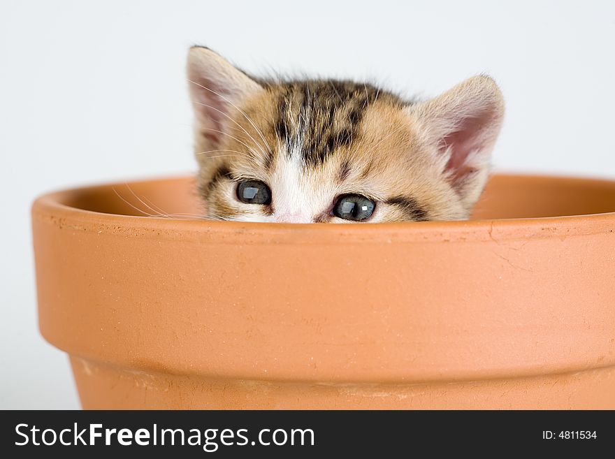 Striped kitten and a flower pot, isolated