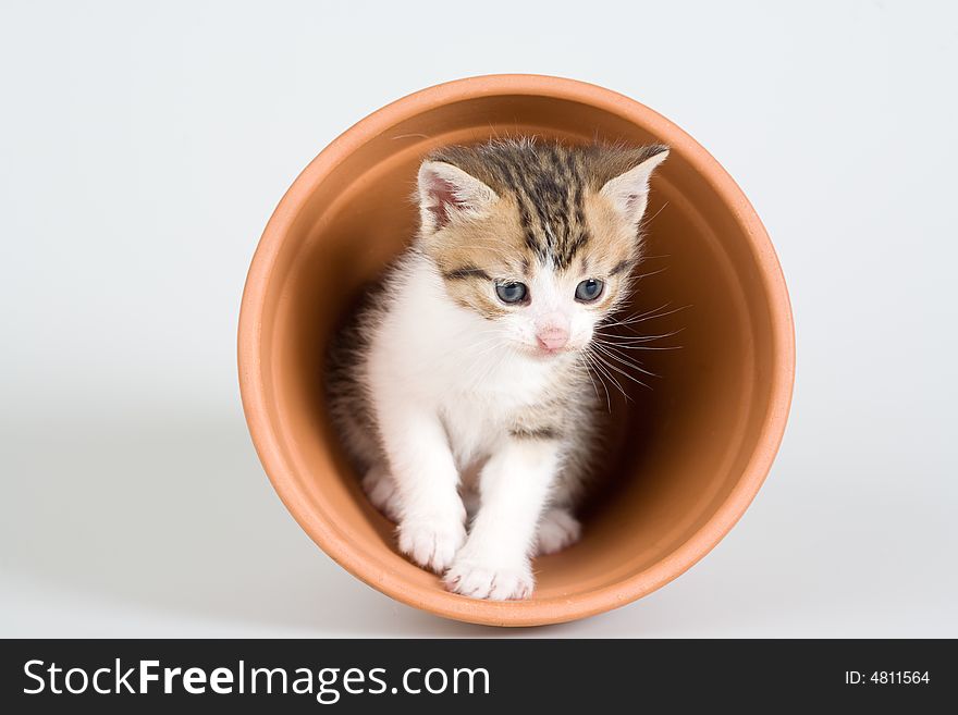 Striped kitten and a flower pot, isolated