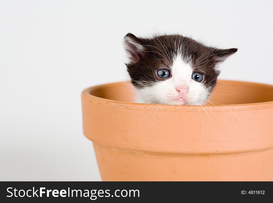 Black and white kitten and a flower pot, isolated