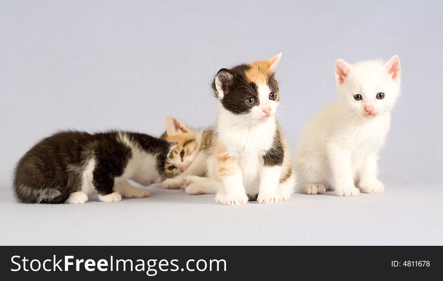 Four kitten standing on the floor, isolated