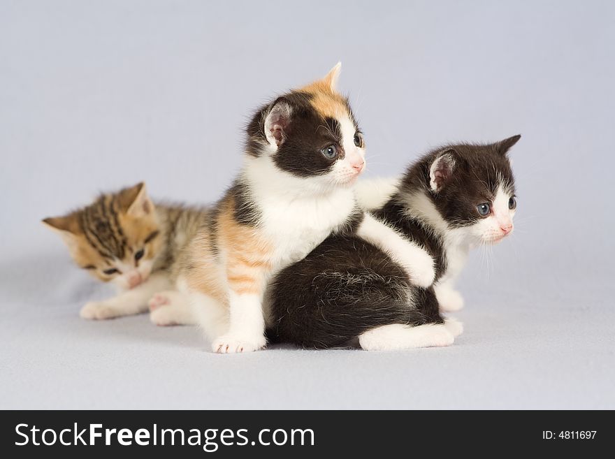Three kitten standing on the floor, isolated