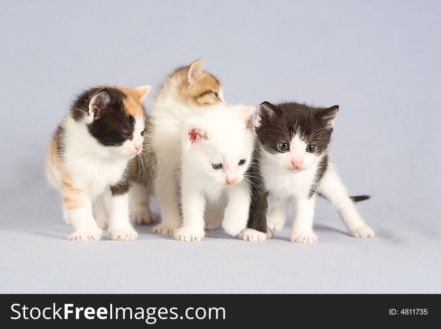 Four Kitten Standing On The Floor