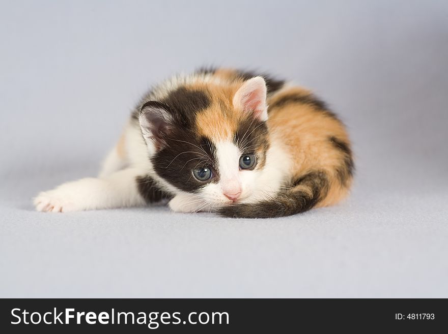 Spotted kitten lying on the floor, isolated