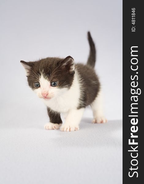 Black and white kitten, isolated