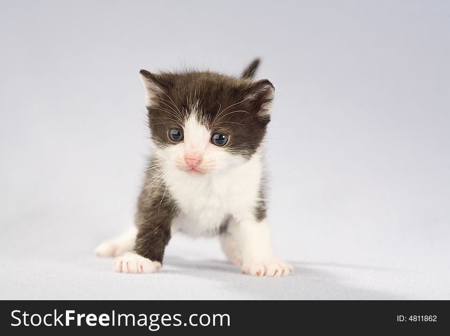 Black and white kitten, isolated