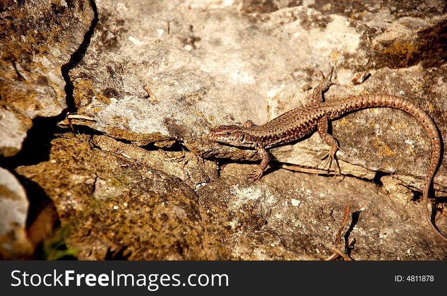 A picture of a lizard