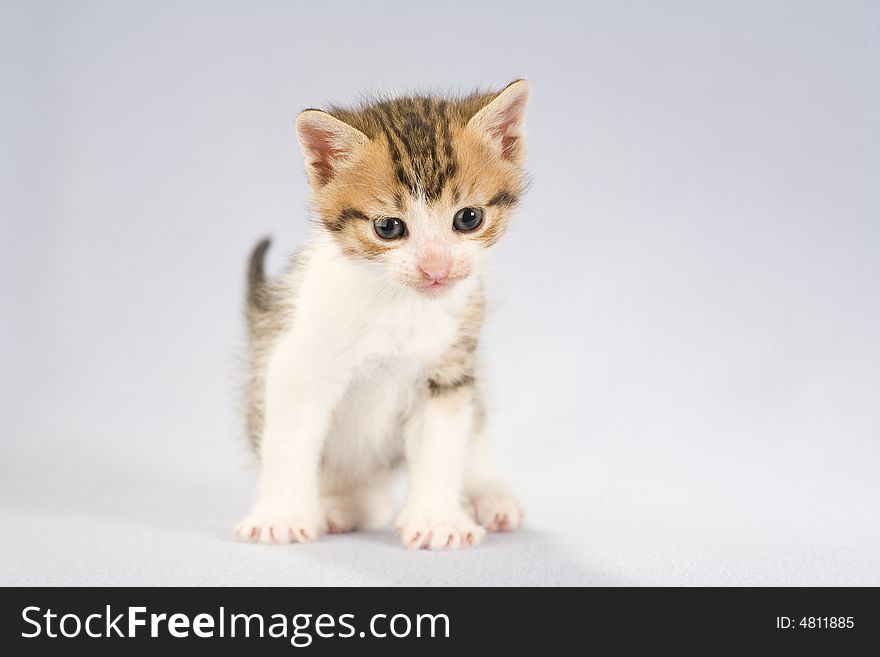 Striped kitten on the floor, isolated