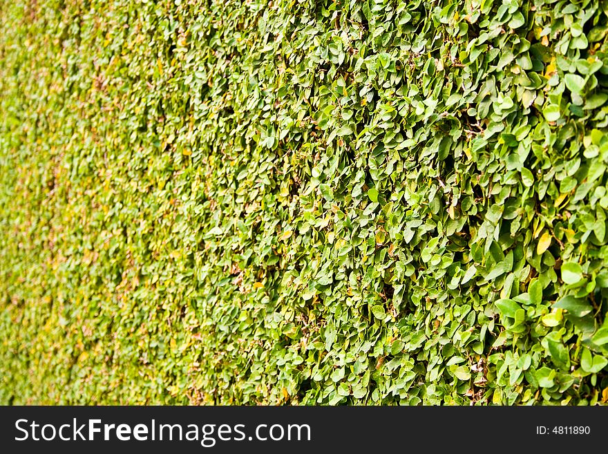 Green leaf background with selective focus