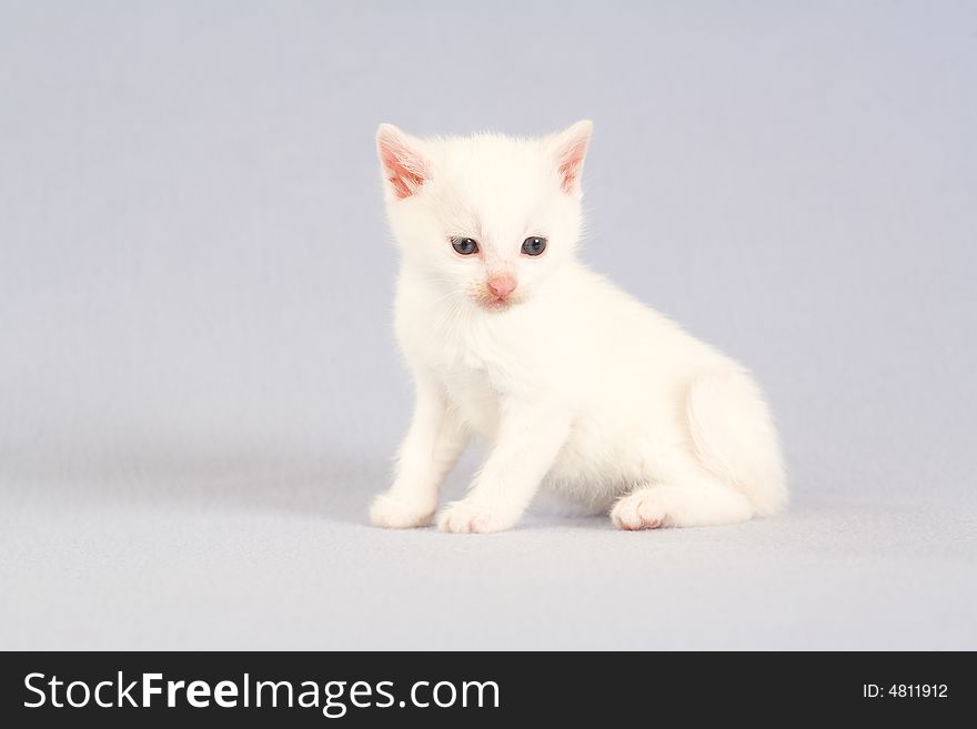 White kitten on the floor, isolated