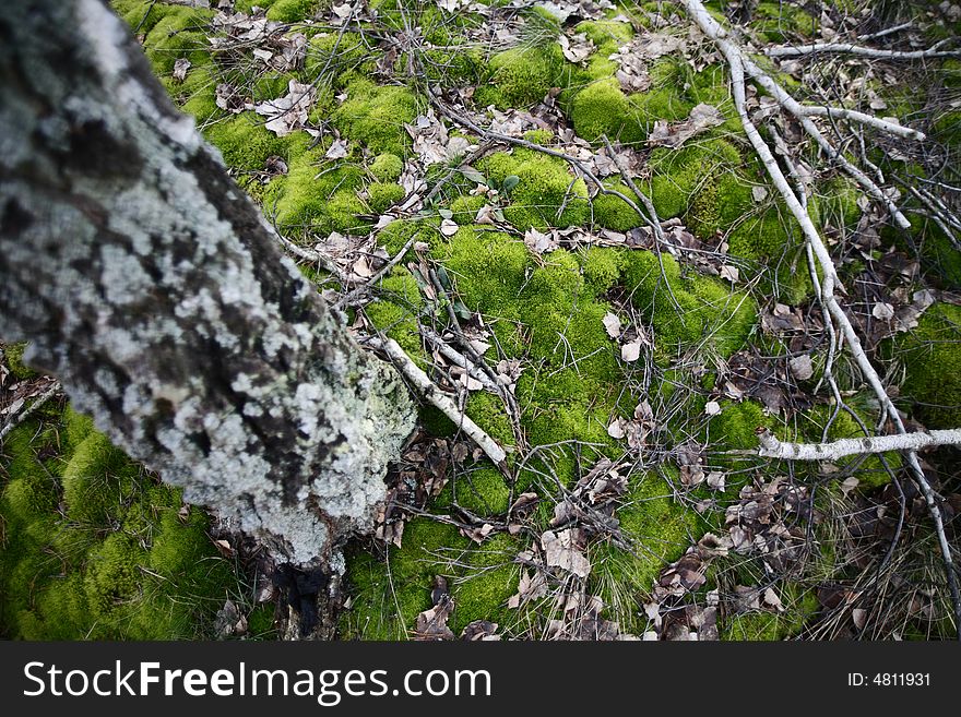 Some moss in the forest