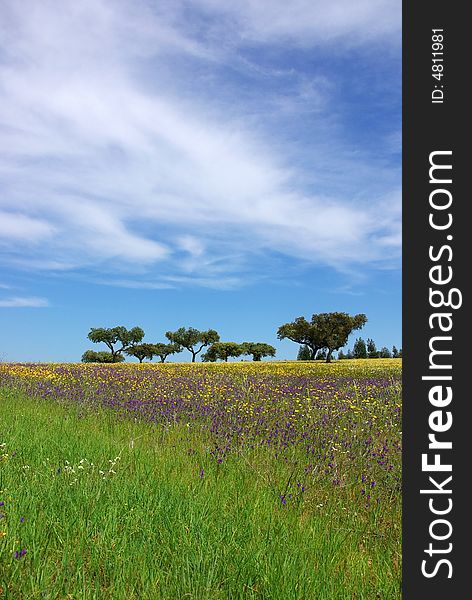 Colored Field of alentejo region, Portugal. Colored Field of alentejo region, Portugal.