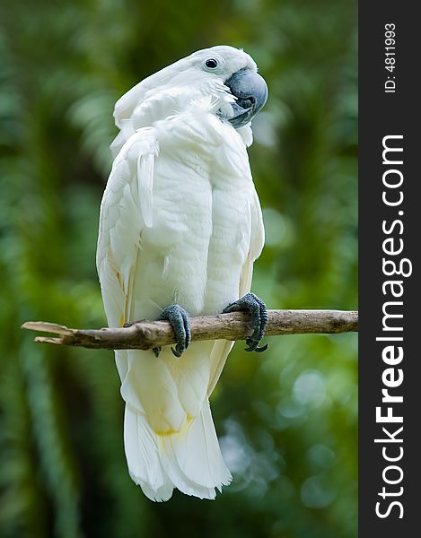 Cockatoo on a tree