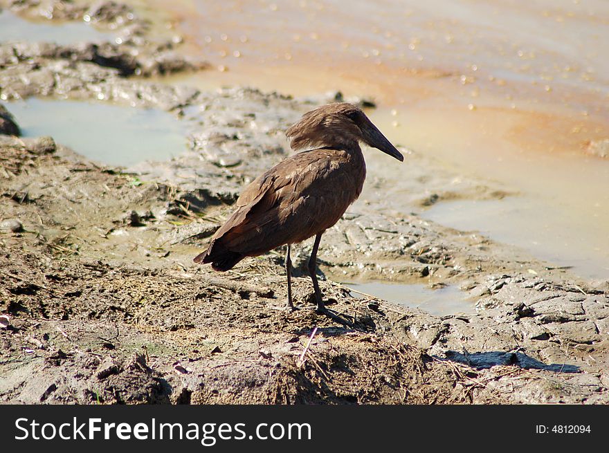 A hemmerkop bird at the water bank