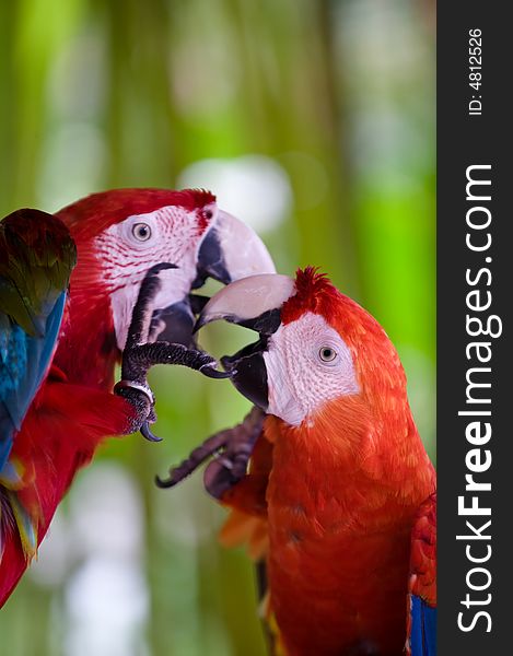 Photo of colorful scarlet macaws playing. Photo of colorful scarlet macaws playing