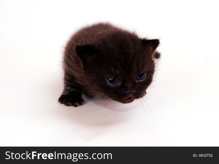 Cute cat in studio white backround. Cute cat in studio white backround