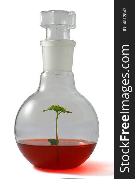 Plant on a laboratory medium in volumetric flask with clipping path. Plant on a laboratory medium in volumetric flask with clipping path.