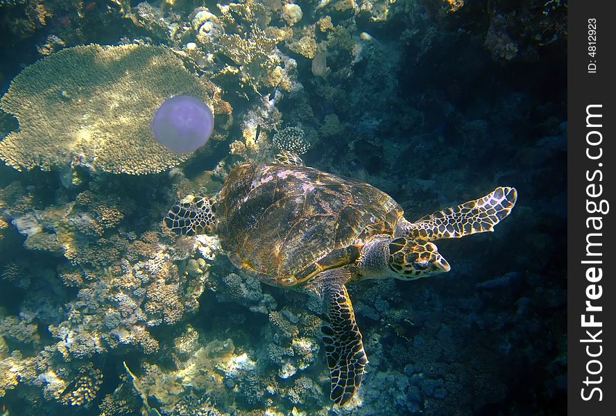 Sea Turtle, Corals And Jellyfish