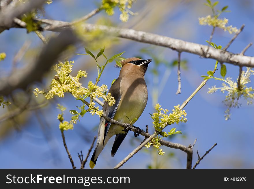 Cedar Waxwing perched on a branch.