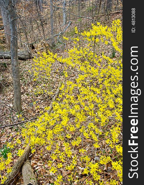 Wild forsythia blossoms in a winter-dead forest beginning towards spring. Wild forsythia blossoms in a winter-dead forest beginning towards spring