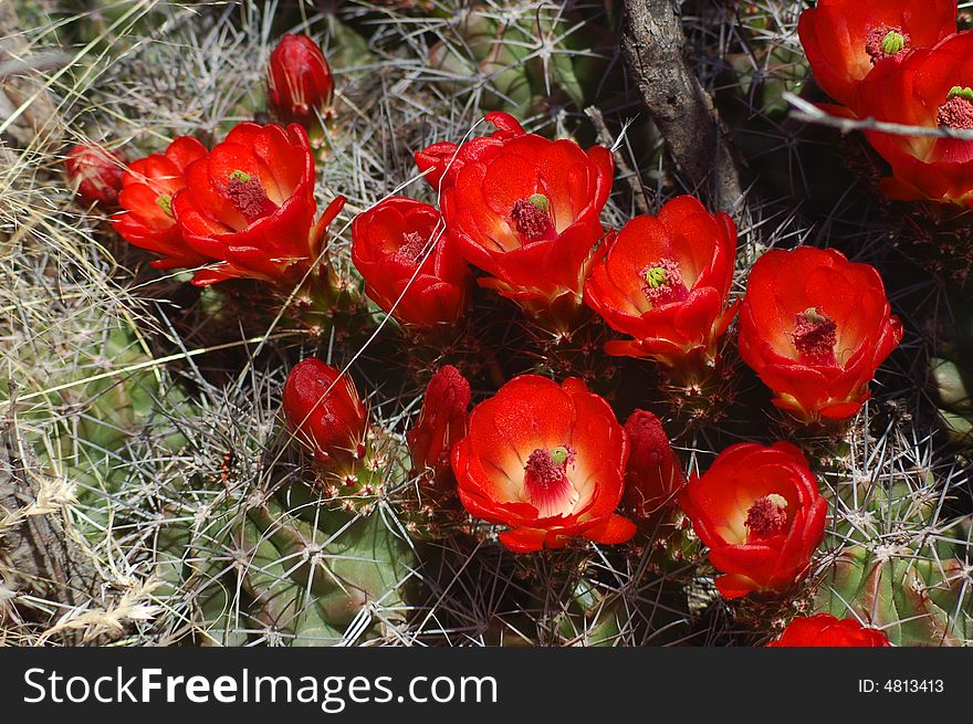 Barrel Cactus With Blooms