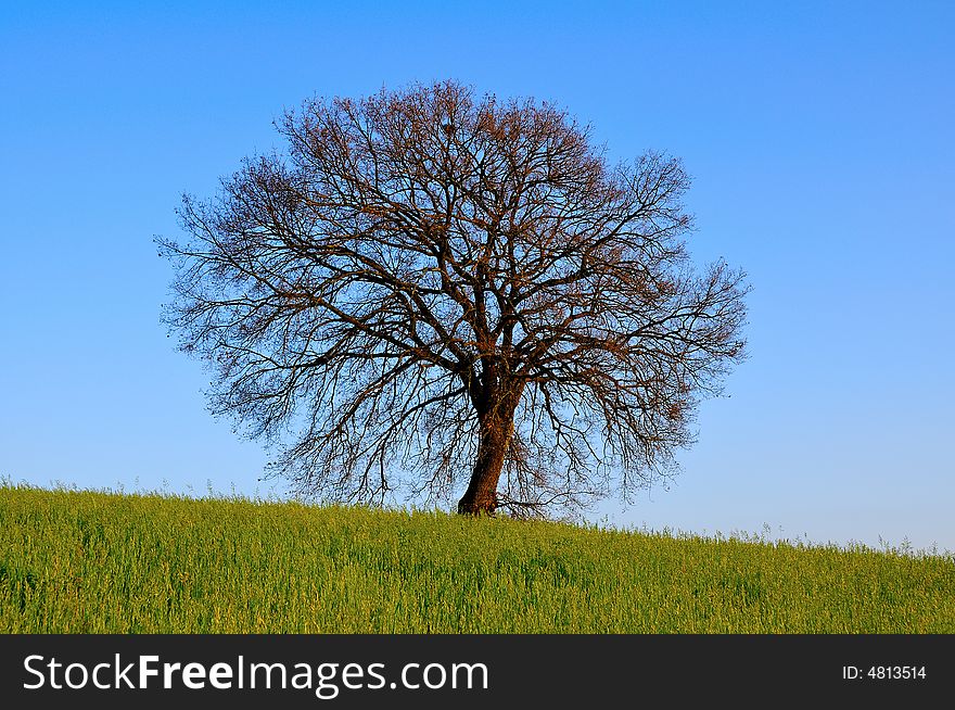 an Enormous oak dominates the field, Central Italy. an Enormous oak dominates the field, Central Italy