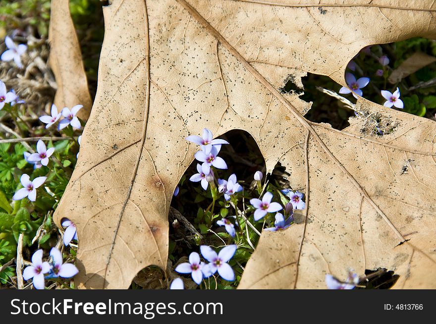 Beautiful purple flowers grow under a dead leaf announcing the beginning of spring. Beautiful purple flowers grow under a dead leaf announcing the beginning of spring
