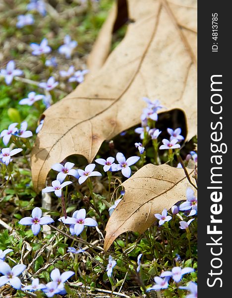 Beautiful purple flowers grow under a dead leaf announcing the beginning of spring. Beautiful purple flowers grow under a dead leaf announcing the beginning of spring