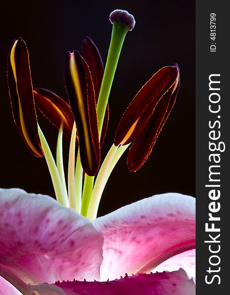 Beautiful pink lily illuminated and detailed close-up