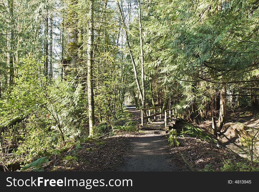 pathway with bridge through quiet forested park land. pathway with bridge through quiet forested park land