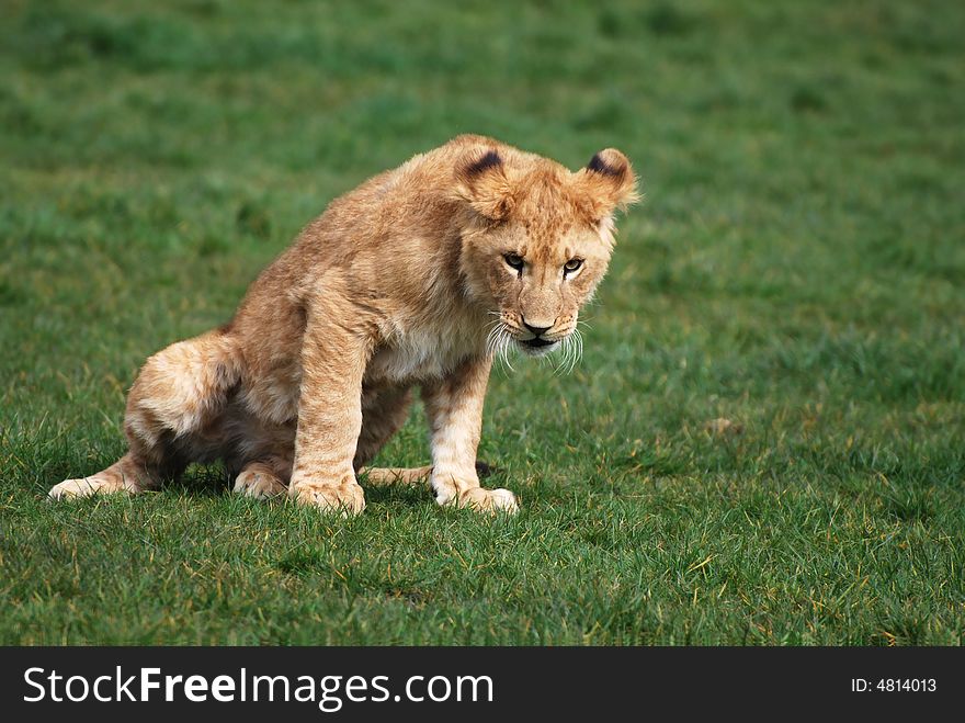 Young menacing looking lion cub.