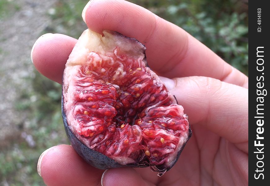 A fresh fig from Corsica