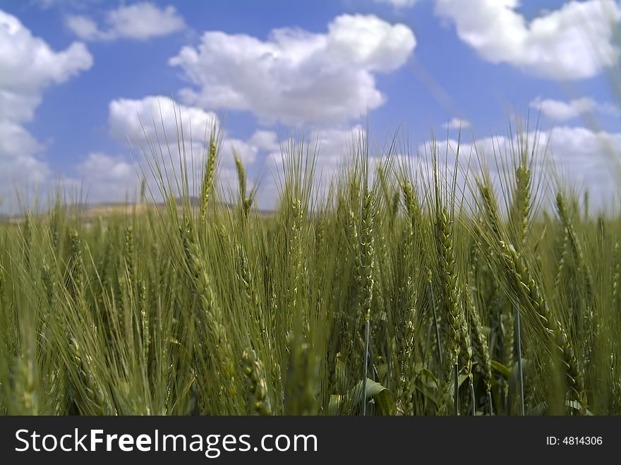 Green wheat in the field with cloudy blue sky