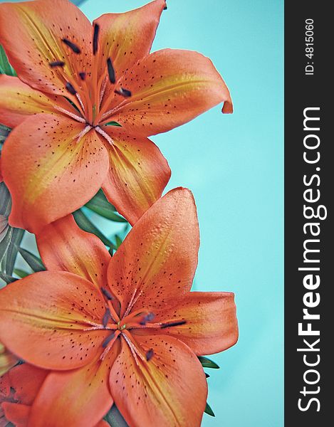 Orange lily flowers against blue background