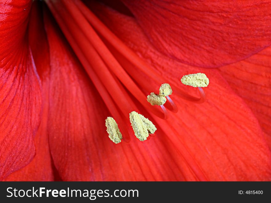 Close up of red amarillys, great for backgrounds. Close up of red amarillys, great for backgrounds