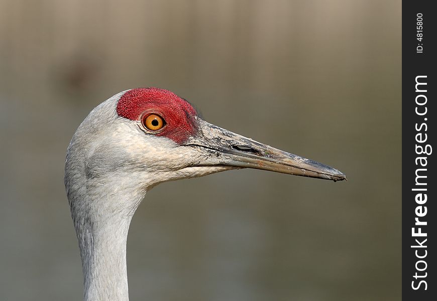 Sandhill Crane