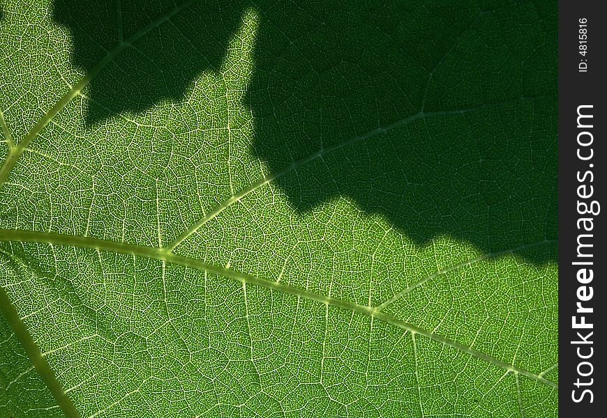 Green Leaf Closeup