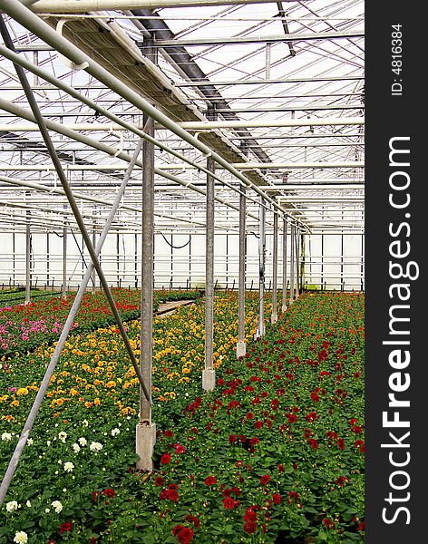 Flowering dahlia plants in bloom beds in a greenhouse