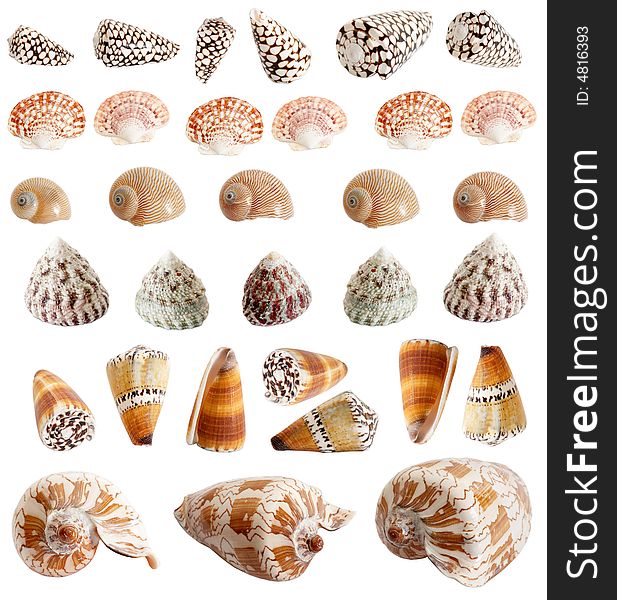 An image of isolated seashells