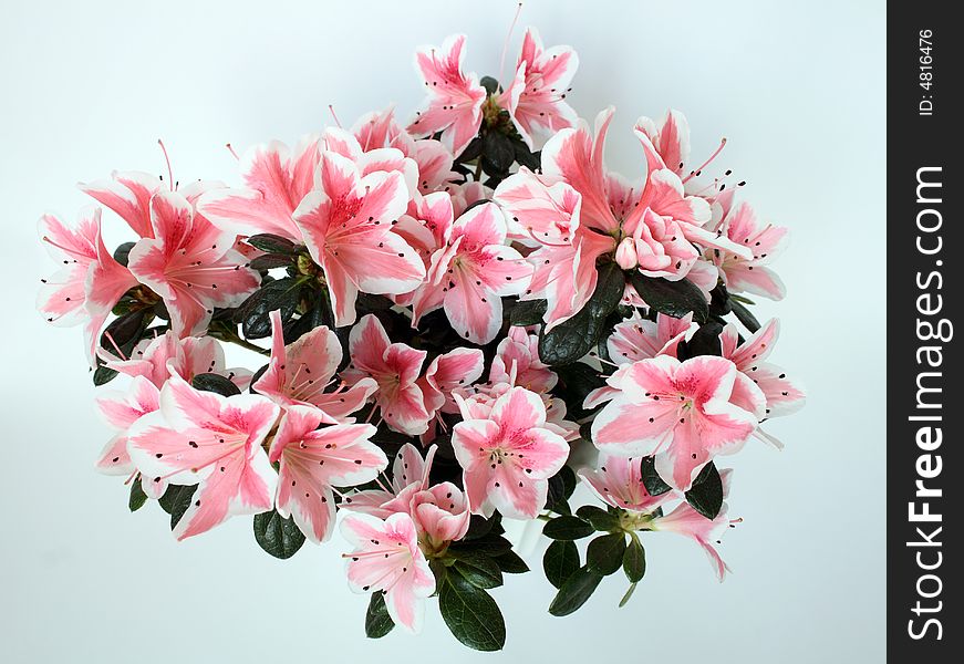 Nice indoor plant with pink flowers on white background. Nice indoor plant with pink flowers on white background