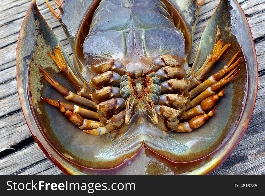 Malaysia, langkawi: Strange crustacean; this crustacean is a gastronomic speciality of the malay island; generally cooked deep-fried or grilled