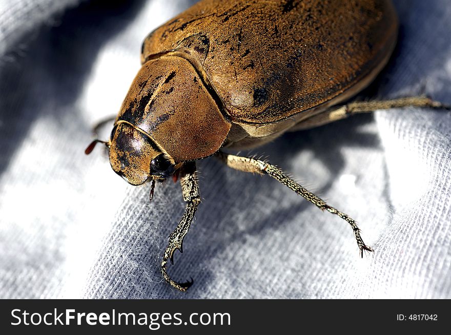 Malaysia, Langkawi: Brown Coleoptera